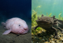 Strangest creature