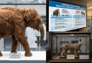 10 Reasons the Woolly Mammoth RNA Discovery Changes Everything